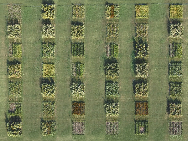 Agricultura Regenerativa Orgánica